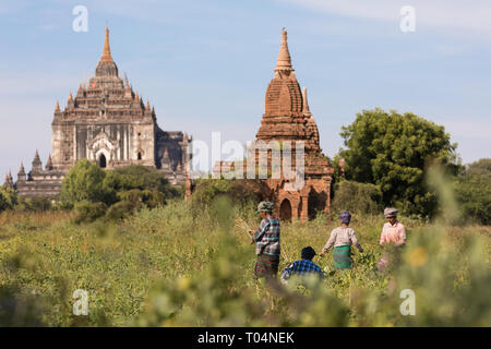 Le persone che lavorano sul campo sulla parte anteriore dei templi e pagode storiche della zona archeologica di Bagan nella luce del sole della mattina. Myanmar (Birmania). Foto Stock