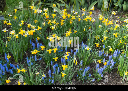 Fiori colorati in letto con il daffodils in miniatura (Narcissus) e l'uva giacinti (Muscari) durante il mese di marzo, la primavera, il blu e il giallo dei fiori, REGNO UNITO Foto Stock