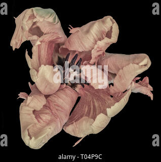 Ancora vita arte color pastello macro di un singolo isolato wide open parrot tulip blossom su sfondo nero Foto Stock
