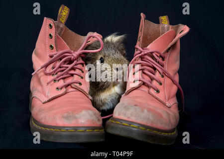 Una cavia pone su alcuni rosa Dr Marten stivali Foto Stock