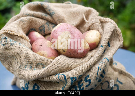Solanum tuberosum 'Rosa zingaro'. Appena raccolto di patate rosa "Zingaro' in un sacco di Hesse. Foto Stock