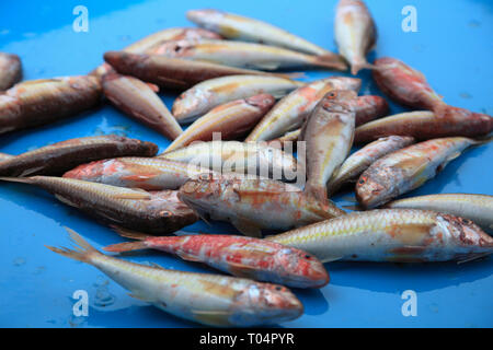 Mercato del Pesce, Vieux Port, il vecchio porto, Marsiglia, Bouches du Rhone, Provence Alpes Cote d Azur, in Francia, in Europa Foto Stock