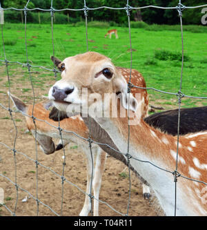 Cervi nel Weald Country Park, Sud Weald, Brentwood, Essex, Regno Unito Foto Stock