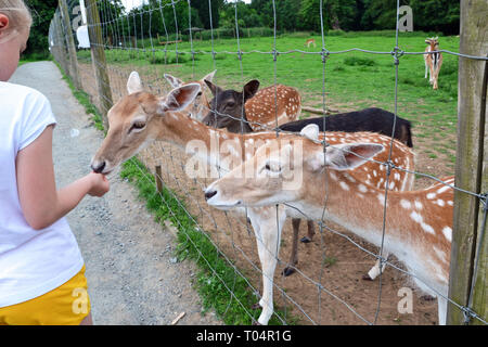 Cervi nel Weald Country Park, Sud Weald, Brentwood, Essex, Regno Unito Foto Stock