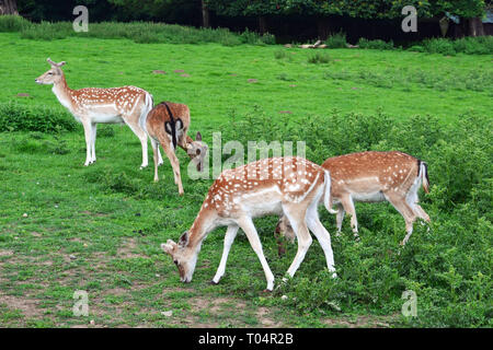 Cervi nel Weald Country Park, Sud Weald, Brentwood, Essex, Regno Unito Foto Stock