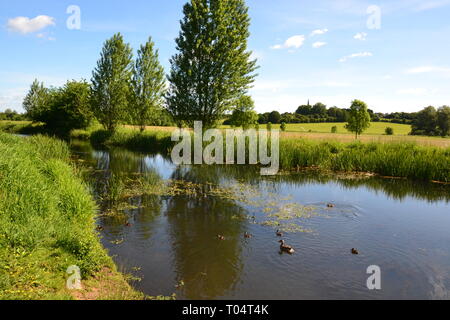 Madre di anatra con i suoi anatroccoli sul fiume di Hylands station wagon - House e giardini, Writtle, Chelmsford Essex, Regno Unito Foto Stock