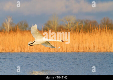 Il White Swan vola sopra il lago, la migrazione a molla Foto Stock