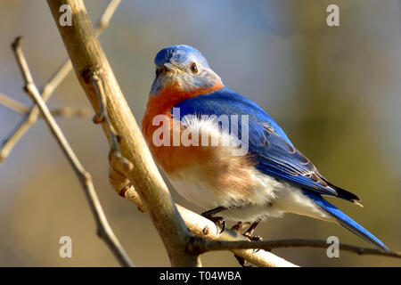 Maschio di Bluebird appollaiato sul ramo di albero in sole al mattino Foto Stock