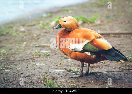 Una vista laterale di un maschio di casarca Brahminy o anatra. Mostrando il suo rosso piumaggio di colore marrone, verde speculum piume, ala bianca converte e piatto becco nero Foto Stock
