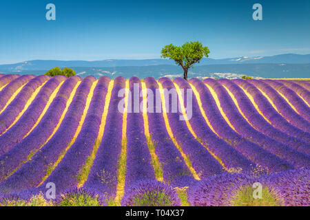 Incredibile estate natura paesaggio con viola i campi di lavanda. Lonely alberi e cespugli di lavanda vicino Valensole, regione della Provenza, Francia, Europa Foto Stock