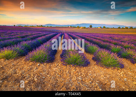 Maestoso tramonto colorato e violetta campi di lavanda vicino al villaggio di Valensole, regione della Provenza, Francia, Europa Foto Stock