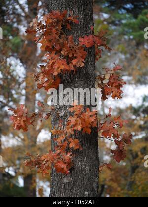 Rosso brillante e foglie d'arancio adornano un enorme di corteccia di albero nella foresta, con alberi sfocata in background in autunno Foto Stock