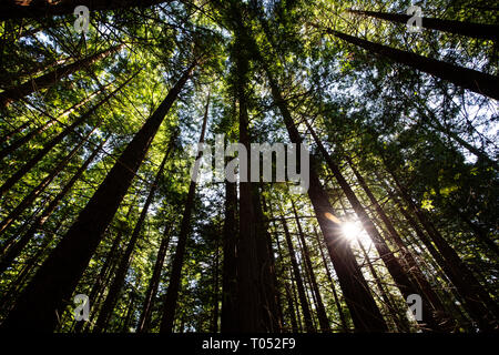 Spazio Naturale protetto. Sequoya (Sequoia sempervirens). Monumento Naturale di alberi di sequoia a Monte Cabezon. A Cabezon de la Sal, Cantabria. Spagna, Euro Foto Stock