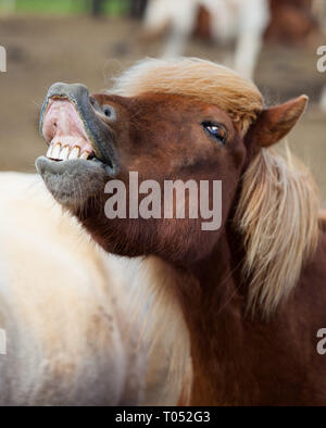 Cavallo islandese di sorridere e ridere con denti di grandi dimensioni. Foto Stock