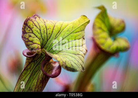 American pianta brocca, Sarracenia leucophylla, carnivori; impianto vicino. Foto Stock