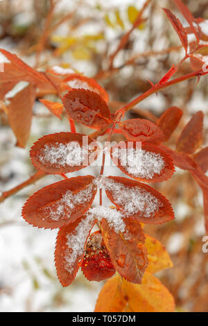 La prima neve si trova sul giallo e foglie rosse Foto Stock
