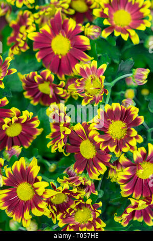 Giallo Rosso crisantemo blooming Foto Stock