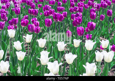 Campo di multi-colore di tulipani. Tulipani colorati nel parco. Paesaggio di primavera Foto Stock