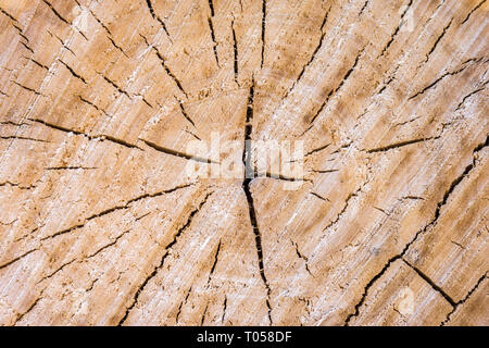 La texture del legno abbattuto, telaio in legno sfondo Foto Stock