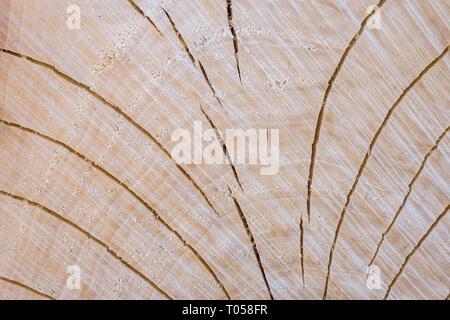 La texture del legno abbattuto, telaio in legno sfondo Foto Stock