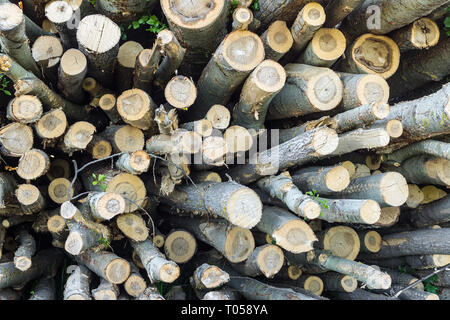 Ripiegate log cabin con la registrazione, la tessitura di un albero, lo sfondo di alberi Foto Stock