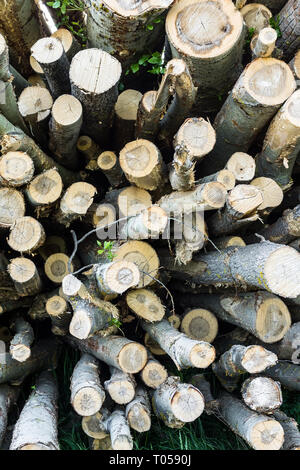 Ripiegate log cabin con la registrazione, la tessitura di un albero, lo sfondo di alberi Foto Stock