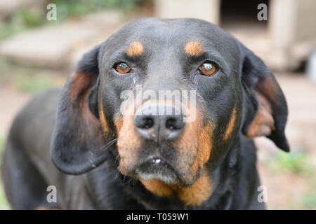 Bella watchdog nera con i fedeli lo sguardo in avanti. Rottweiler ritratto in giardino Foto Stock