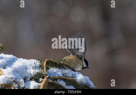 Inverno Luisa decollare da una coperta di neve ramo di pino Foto Stock