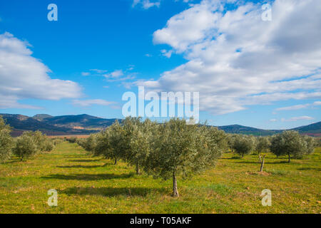 Uliveto. Fuente El Fresno, Ciudad Real Provincia, Castilla La Mancha, in Spagna. Foto Stock