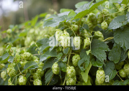 Fresco verde di coni di luppolo per la fabbricazione della birra e di pane in estate sul campo di luppolo Foto Stock