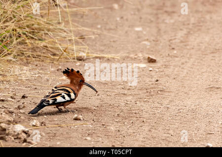 Upupa africana con gustoso boccone Foto Stock