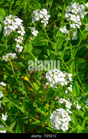 Sweet Rocket Hesperis matronalis Foto Stock