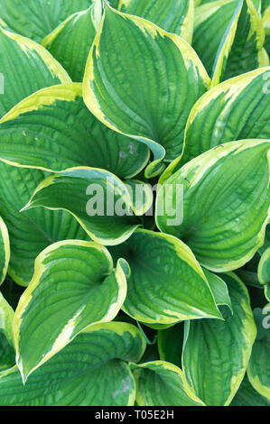 Bella vibrante motley hosta impianto close up, bianco sfondo verde. Foglie di ondulato ospita, concetto tropicale Foto Stock