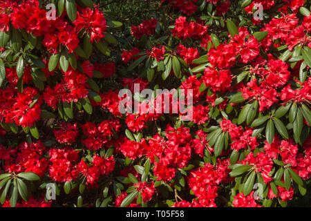 Boccola di rododendro (arboretum X haematodes 'Torre Choremia Corte") coperto di coloratissimi fiori di colore rosso o blumi in marzo in un giardino inglese, REGNO UNITO Foto Stock