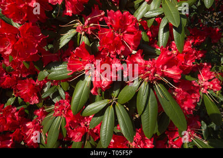 Boccola di rododendro (arboretum X haematodes 'Torre Choremia Corte") coperto di coloratissimi fiori di colore rosso o blumi in marzo in un giardino inglese, REGNO UNITO Foto Stock