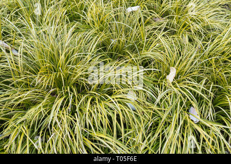 Acorus gramineus Ogon "" o golden variegato bandiera dolci di piante in un giardino inglese durante il mese di marzo, REGNO UNITO Foto Stock