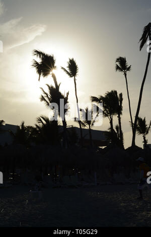 Palme stagliano contro il sole di setting Foto Stock