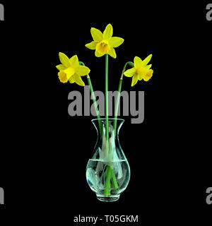 Tre giallo in miniatura daffodil fiori (Narcissus tete a tete) in un piccolo vaso in vetro isolato contro uno sfondo nero, molla, UK. Foto Stock
