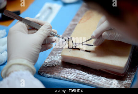 Medical School studente pratica di chirurgia su carne di maiale Foto Stock