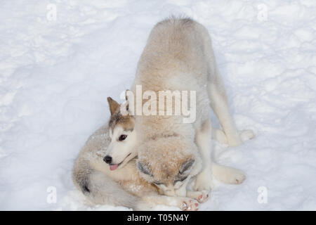 Due graziosi siberian husky cuccioli sono la riproduzione sul bianco della neve. Gli animali da compagnia. Cane di razza. Foto Stock