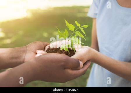 Due mani e nel prendersi cura dei giovani pianta verde Foto Stock