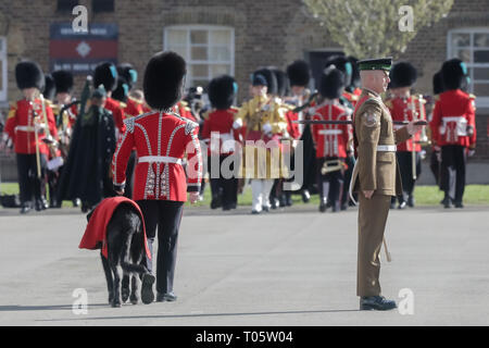 Londra, Regno Unito. Il 17 marzo 2019. Londra, Regno Unito. Il 17 marzo 2019. Londra, Regno Unito. Il 17 marzo 2019. Domhnall, la Irish Wolfhound mascotte del 1° battaglione irlandese Guardie frequentando il il giorno di San Patrizio Parade presso caserma di cavalleria a Hounslow. Credito: Chris Aubrey/Alamy Live News Credito: Chris Aubrey/Alamy Live News Credito: Chris Aubrey/Alamy Live News Foto Stock