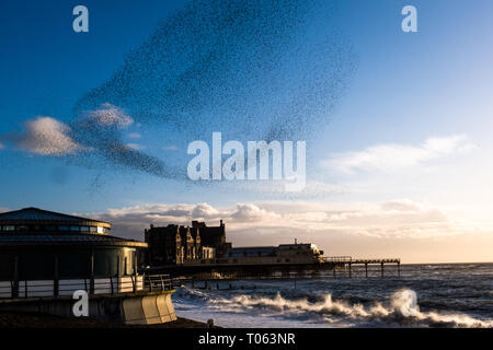 Aberystwyth, UK. Xvii Mar, 2019. Decine di migliaia di storni eseguire loro nightly coreografico murmurations nel cielo sopra Aberystwyth come la giornata volge alla fine. Gli uccelli migratori sono prossimi alla fine del loro soggiorno invernale e volerà presto spento per il ritorno al luogo di nidificazione in Scandinavia per l'estate. Aberystwythis uno dei pochi urban posatoi nel paese e attira gente da tutto il Regno Unito per testimoniare la spettacolare nightly visualizza tra ottobre e marzo. Credito: keith morris/Alamy Live News Foto Stock