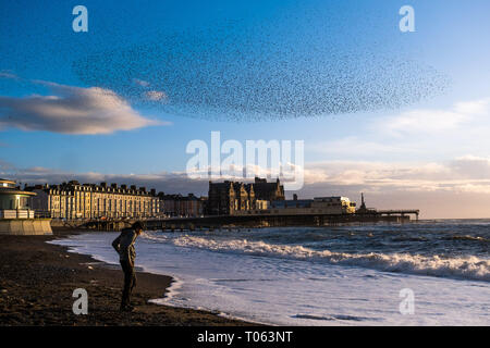 Aberystwyth, UK. Xvii Mar, 2019. Decine di migliaia di storni eseguire loro nightly coreografico murmurations nel cielo sopra Aberystwyth come la giornata volge alla fine. Gli uccelli migratori sono prossimi alla fine del loro soggiorno invernale e volerà presto spento per il ritorno al luogo di nidificazione in Scandinavia per l'estate. Aberystwythis uno dei pochi urban posatoi nel paese e attira gente da tutto il Regno Unito per testimoniare la spettacolare nightly visualizza tra ottobre e marzo. Credito: keith morris/Alamy Live News Foto Stock