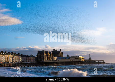 Aberystwyth, UK. Xvii Mar, 2019. Decine di migliaia di storni eseguire loro nightly coreografico murmurations nel cielo sopra Aberystwyth come la giornata volge alla fine. Gli uccelli migratori sono prossimi alla fine del loro soggiorno invernale e volerà presto spento per il ritorno al luogo di nidificazione in Scandinavia per l'estate. Aberystwythis uno dei pochi urban posatoi nel paese e attira gente da tutto il Regno Unito per testimoniare la spettacolare nightly visualizza tra ottobre e marzo. Credito: keith morris/Alamy Live News Foto Stock