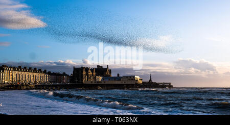 Aberystwyth, UK. Xvii Mar, 2019. Decine di migliaia di storni eseguire loro nightly coreografico murmurations nel cielo sopra Aberystwyth come la giornata volge alla fine. Gli uccelli migratori sono prossimi alla fine del loro soggiorno invernale e volerà presto spento per il ritorno al luogo di nidificazione in Scandinavia per l'estate. Aberystwythis uno dei pochi urban posatoi nel paese e attira gente da tutto il Regno Unito per testimoniare la spettacolare nightly visualizza tra ottobre e marzo. Credito: keith morris/Alamy Live News Foto Stock