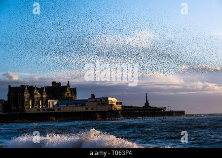 Aberystwyth, UK. Xvii Mar, 2019. Decine di migliaia di storni eseguire loro nightly coreografico murmurations nel cielo sopra Aberystwyth come la giornata volge alla fine. Gli uccelli migratori sono prossimi alla fine del loro soggiorno invernale e volerà presto spento per il ritorno al luogo di nidificazione in Scandinavia per l'estate. Aberystwythis uno dei pochi urban posatoi nel paese e attira gente da tutto il Regno Unito per testimoniare la spettacolare nightly visualizza tra ottobre e marzo. Credito: keith morris/Alamy Live News Foto Stock