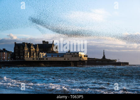 Aberystwyth, UK. Xvii Mar, 2019. Decine di migliaia di storni eseguire loro nightly coreografico murmurations nel cielo sopra Aberystwyth come la giornata volge alla fine. Gli uccelli migratori sono prossimi alla fine del loro soggiorno invernale e volerà presto spento per il ritorno al luogo di nidificazione in Scandinavia per l'estate. Aberystwythis uno dei pochi urban posatoi nel paese e attira gente da tutto il Regno Unito per testimoniare la spettacolare nightly visualizza tra ottobre e marzo. Credito: keith morris/Alamy Live News Foto Stock