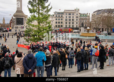 Londra Trafalgar Square a tempo di Natale con un albero dalla Norvegia e dal coro canti della folla Foto Stock