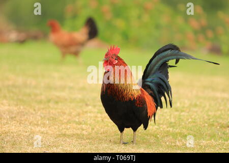 Colorate gallo selvatico e Gallina a Waimea, Kauai Foto Stock